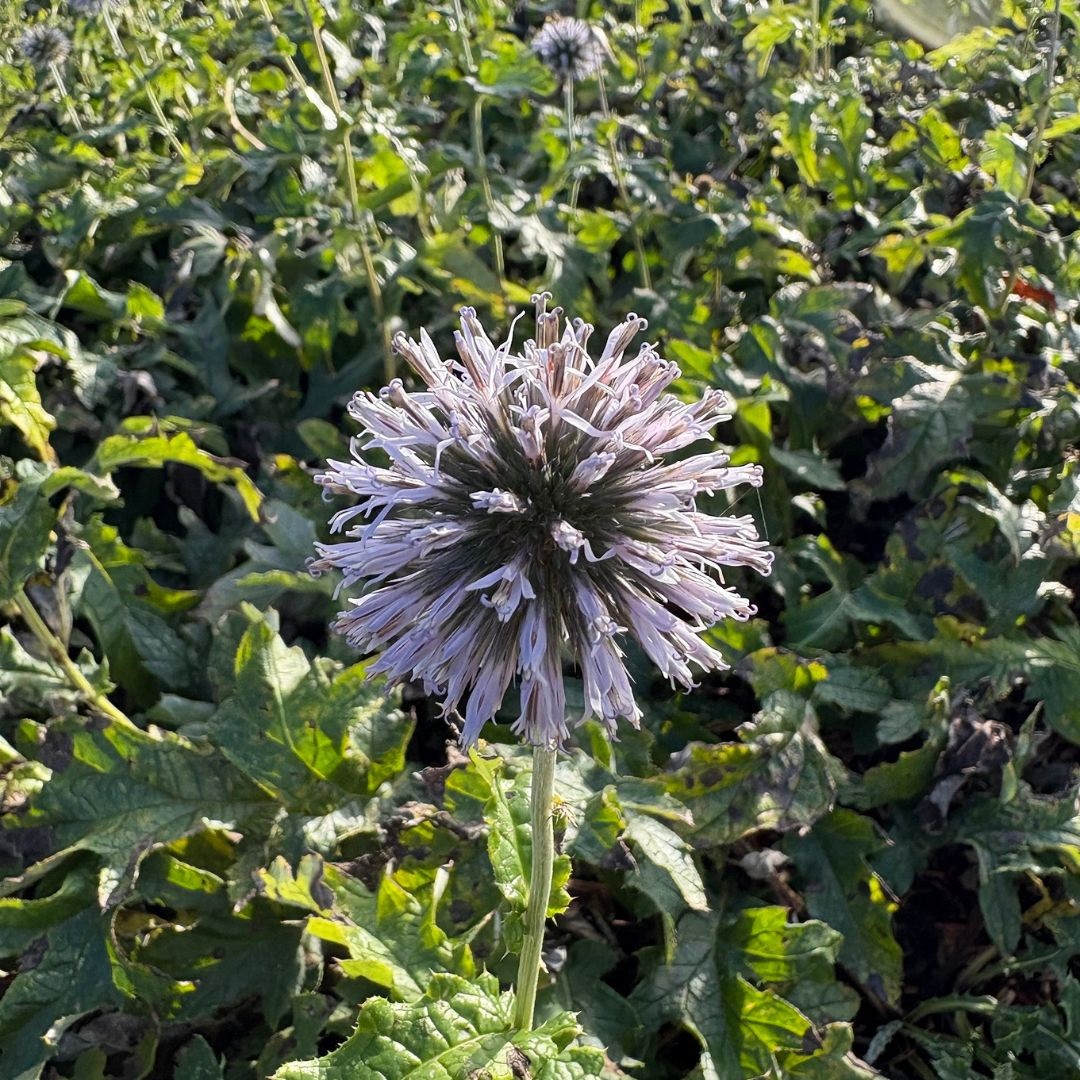 Echinops bannaticus 'Taplow Blue' (Kogeldistel)