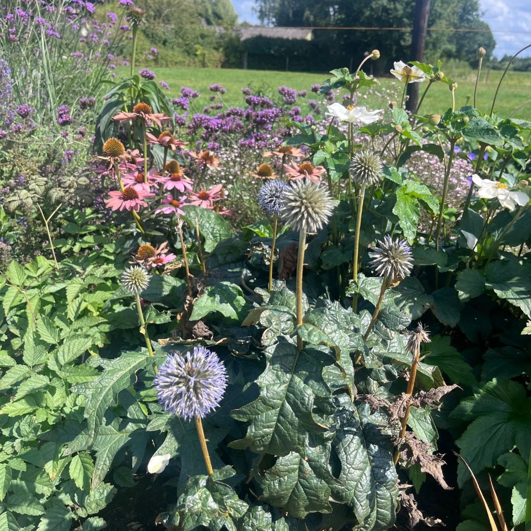 Echinops bannaticus 'Taplow Blue' (Kogeldistel)