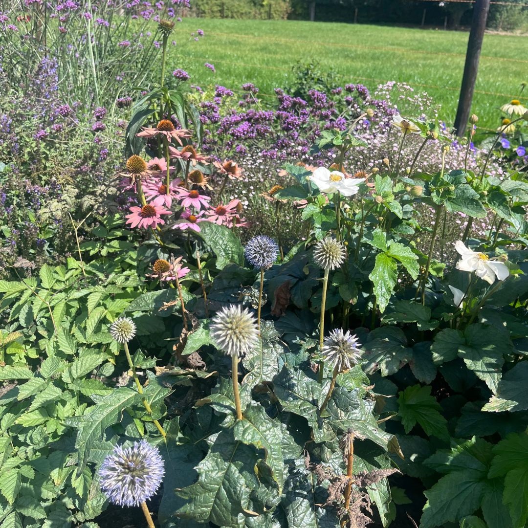 Echinops bannaticus 'Taplow Blue' (Kogeldistel)