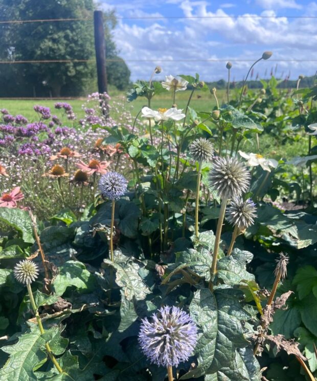 Echinops bannaticus 'Taplow Blue' (Kogeldistel)