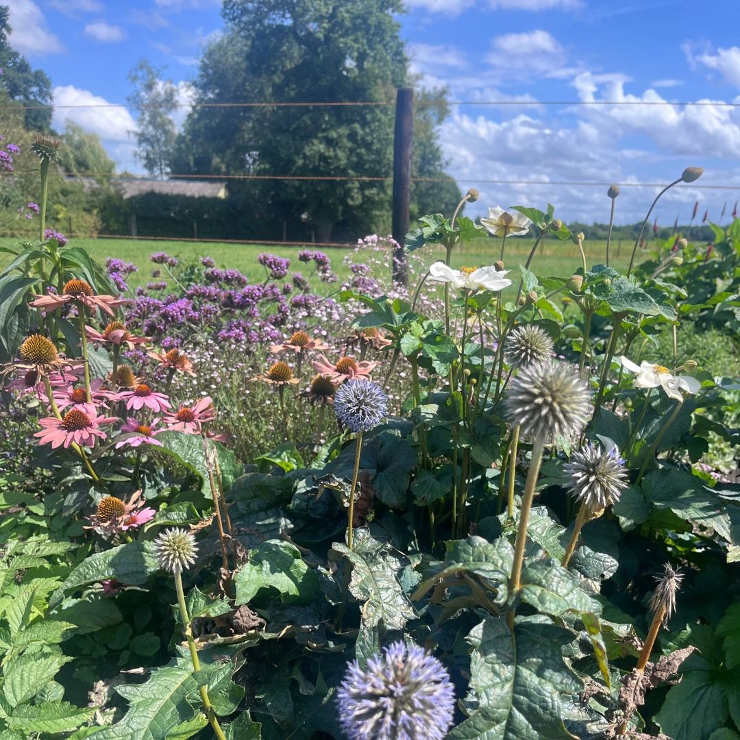 Echinops bannaticus 'Taplow Blue' (Kogeldistel)