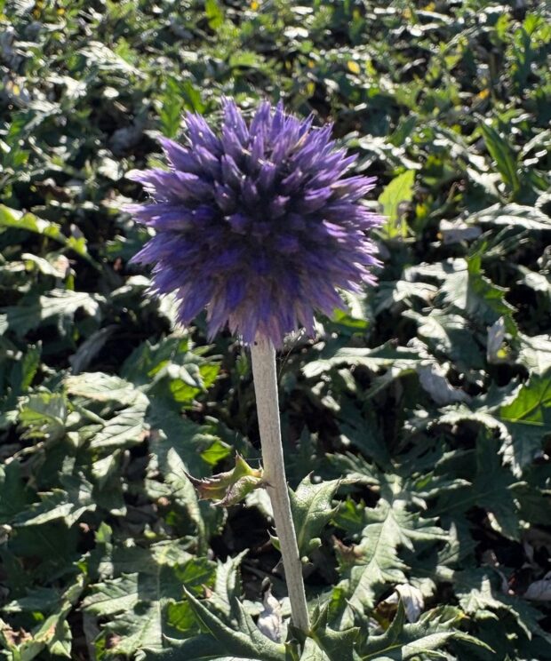 Echinops ritro 'Veitch's Blue' (Kogeldistel)