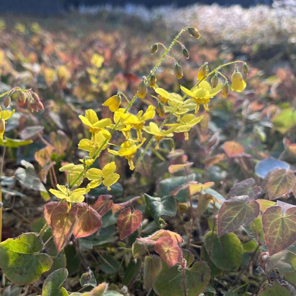 Epimedium perralchicum 'Frohnleiten' (Elfenbloem)