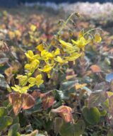 Epimedium perralchicum 'Frohnleiten' (Elfenbloem)