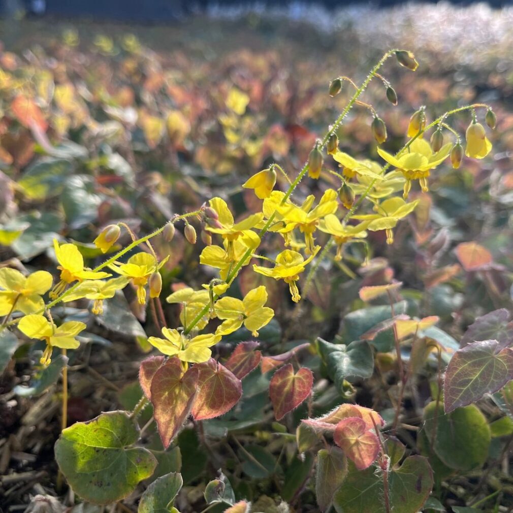 Epimedium perralchicum 'Frohnleiten' (Elfenbloem)