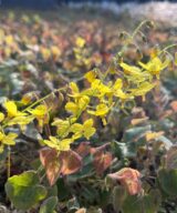 Epimedium perralchicum 'Frohnleiten' (Elfenbloem)