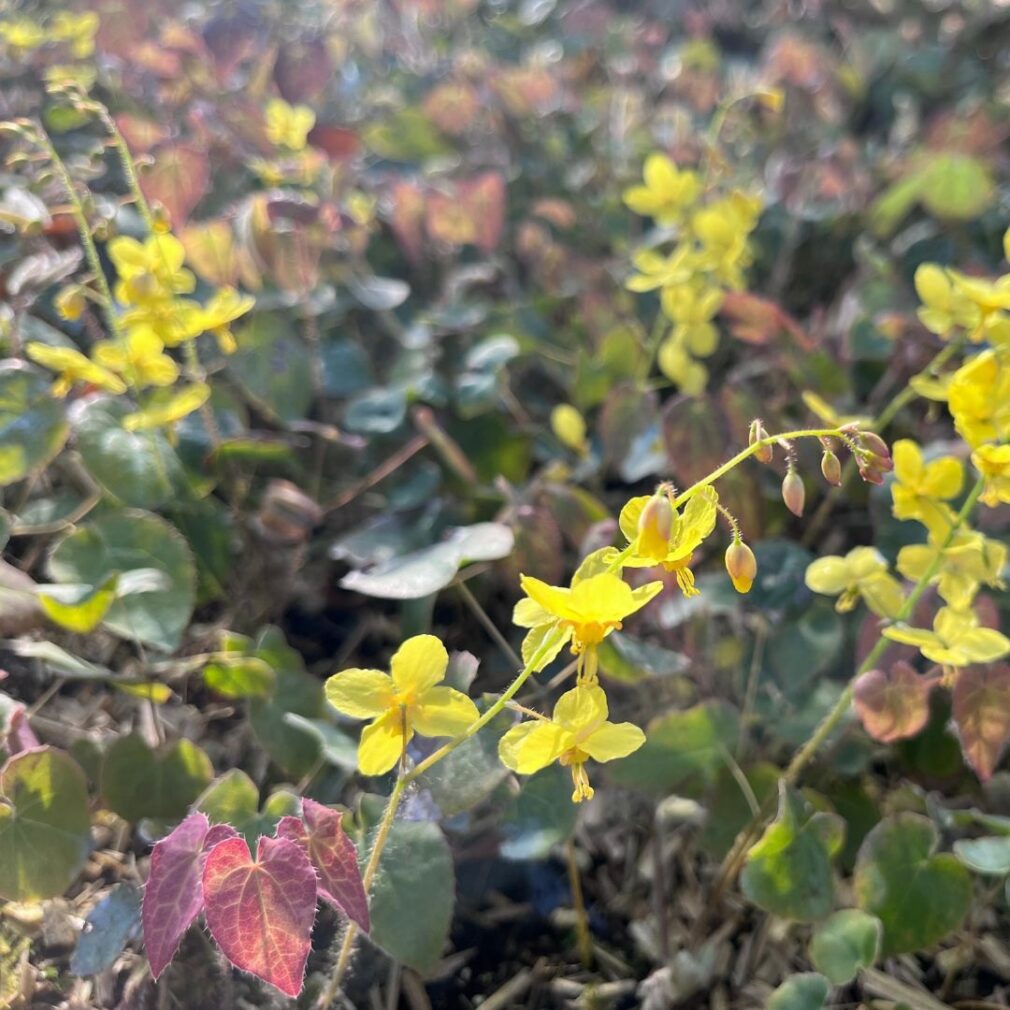 Epimedium perralchicum 'Frohnleiten' (Elfenbloem)