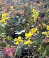 Epimedium perralchicum 'Frohnleiten' (Elfenbloem)
