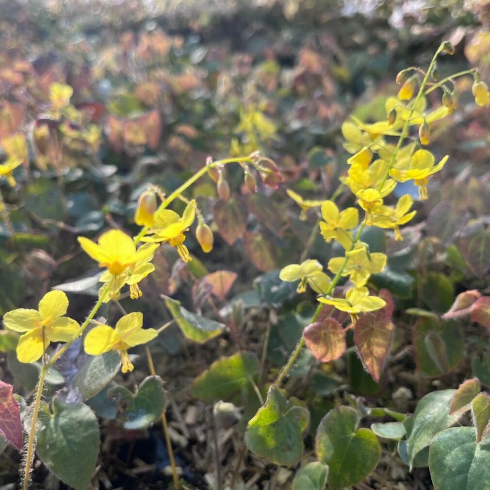 Epimedium perralchicum 'Frohnleiten' (Elfenbloem)