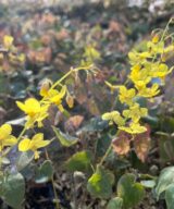 Epimedium perralchicum 'Frohnleiten' (Elfenbloem)