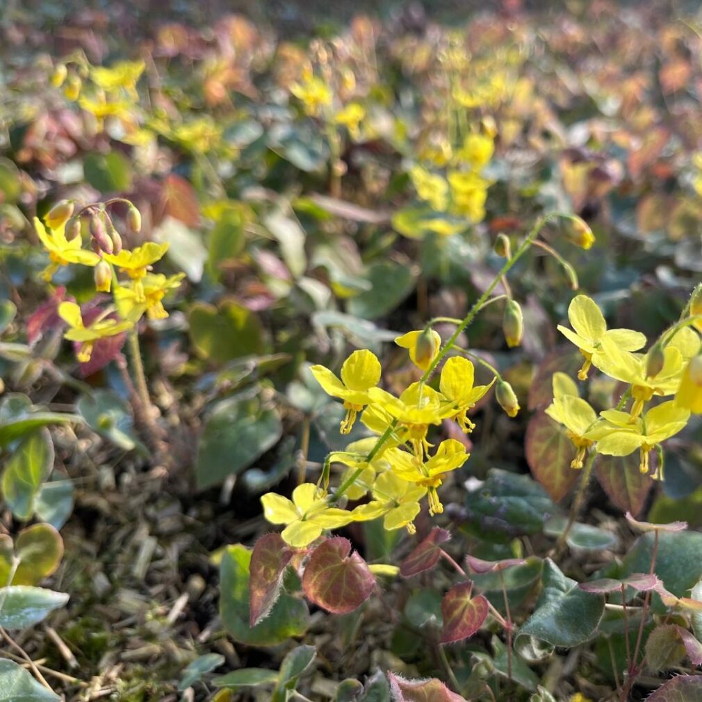 Epimedium perralchicum 'Frohnleiten' (Elfenbloem)