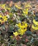 Epimedium perralchicum 'Frohnleiten' (Elfenbloem)