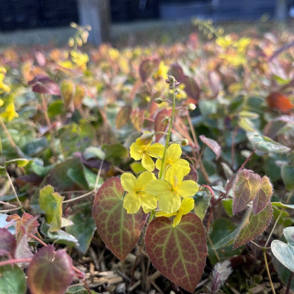 Epimedium perralchicum 'Frohnleiten' (Elfenbloem)