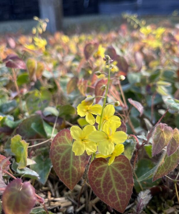 Epimedium perralchicum 'Frohnleiten' (Elfenbloem)