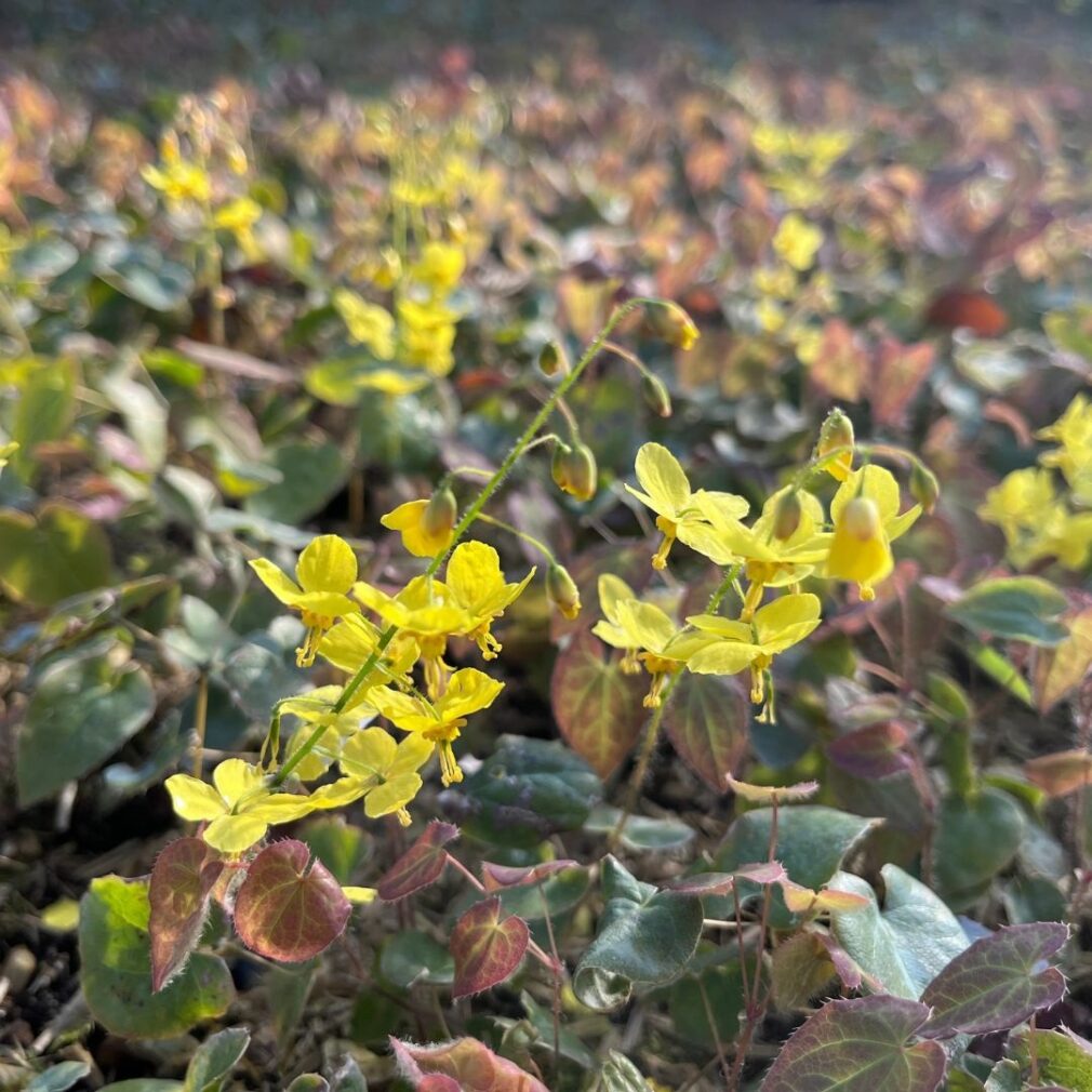 Epimedium perralchicum 'Frohnleiten' (Elfenbloem)