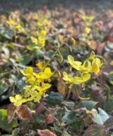 Epimedium perralchicum 'Frohnleiten' (Elfenbloem)