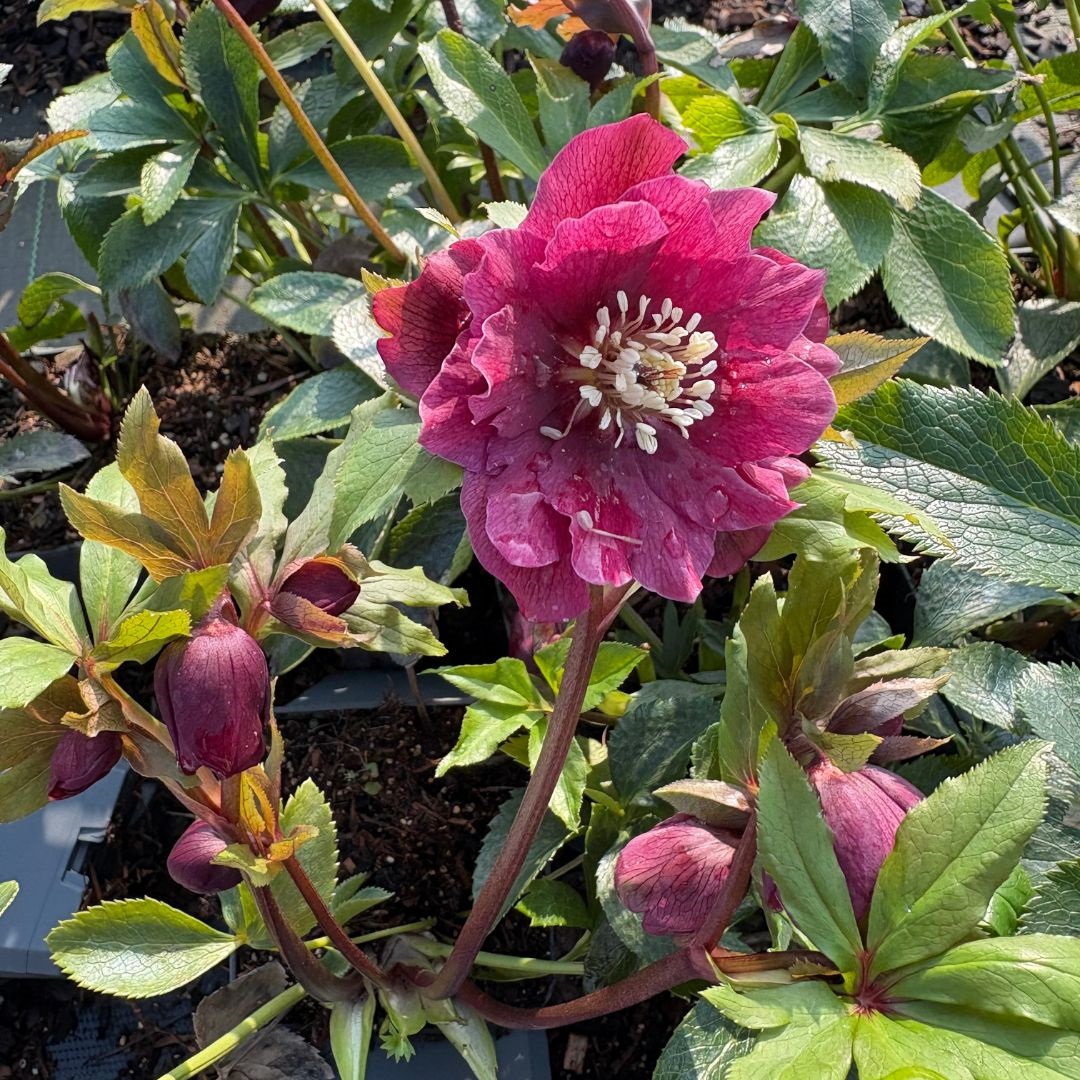Helleborus orientalis 'Double Ellen Red' (Nieskruid)