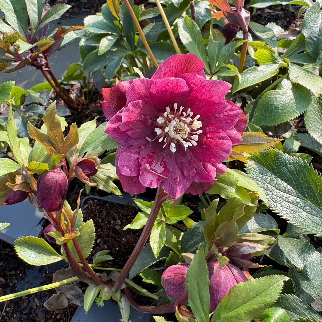 Helleborus orientalis 'Double Ellen Red' (Nieskruid)