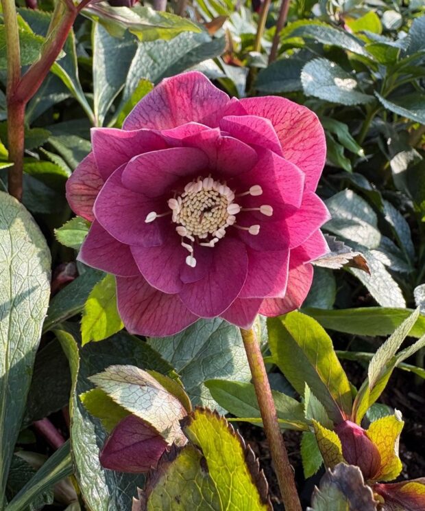 Helleborus orientalis 'Double Ellen Red' (Nieskruid)