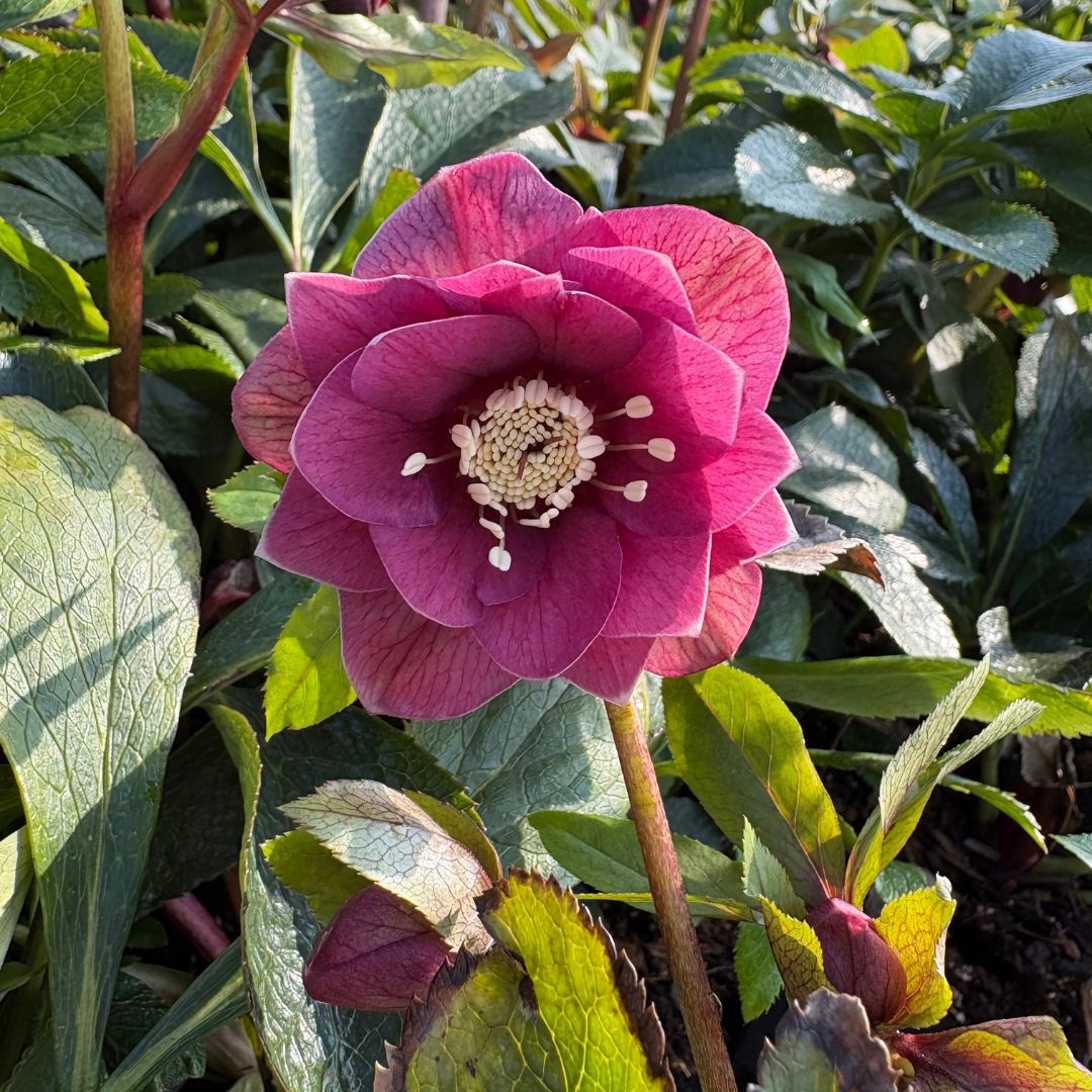 Helleborus orientalis 'Double Ellen Red' (Nieskruid)
