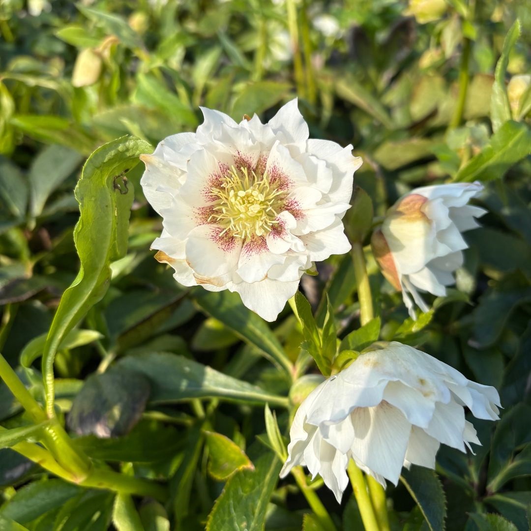 Helleborus orientalis 'Double Ellen White' (Nieskruid)