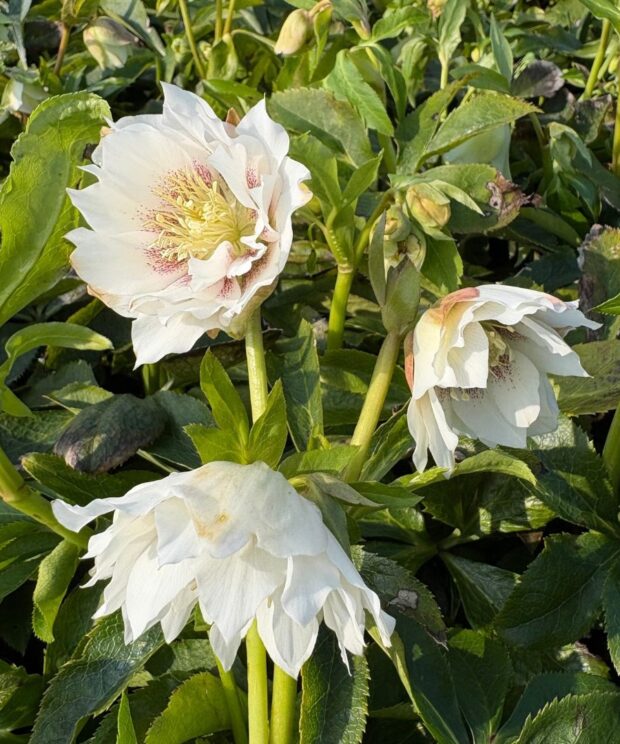 Helleborus orientalis 'Double Ellen White' (Nieskruid)
