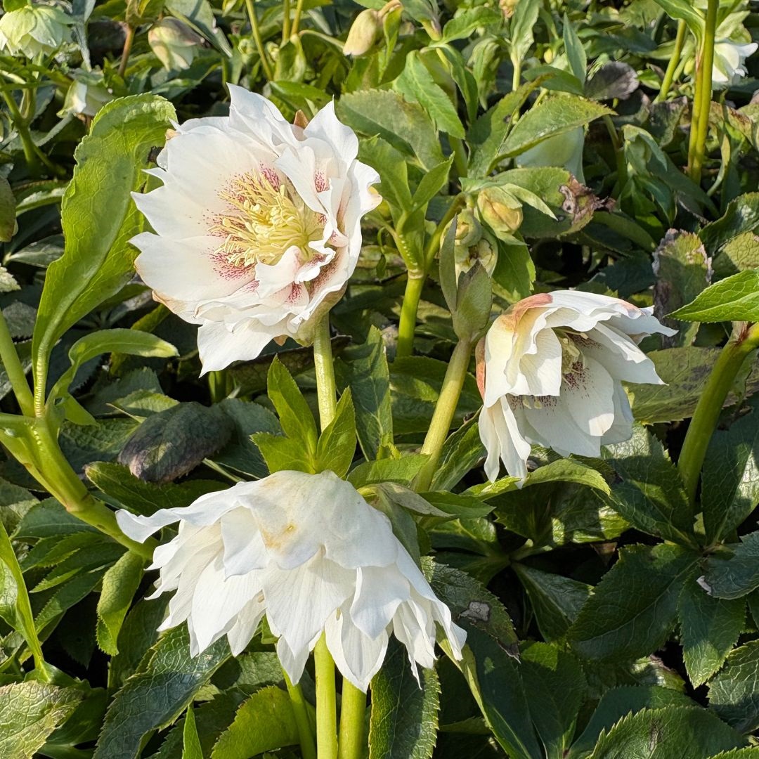 Helleborus orientalis 'Double Ellen White' (Nieskruid)