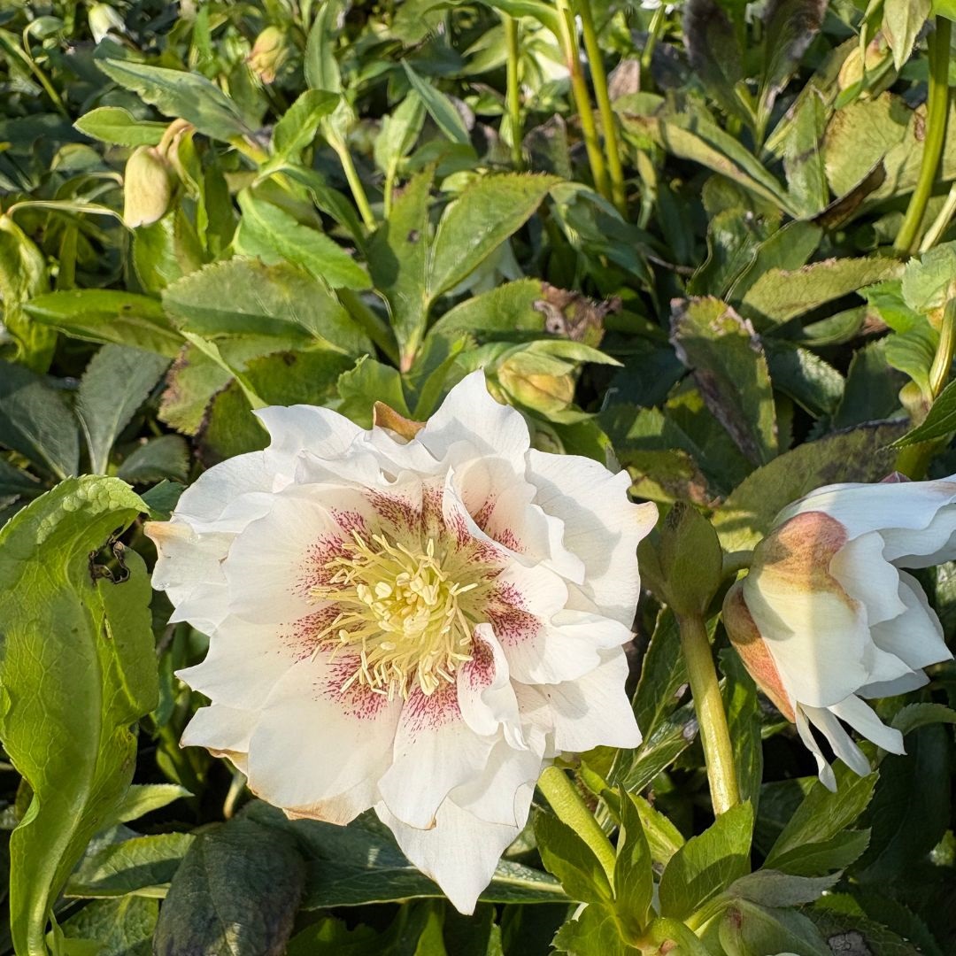 Helleborus orientalis 'Double Ellen White' (Nieskruid)