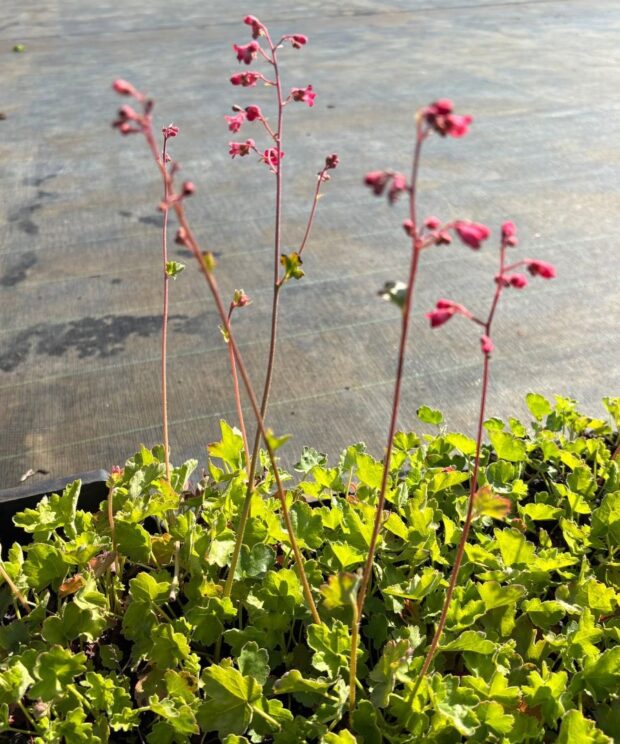 Heuchera 'Pluie de Feu' (Purperklokje)