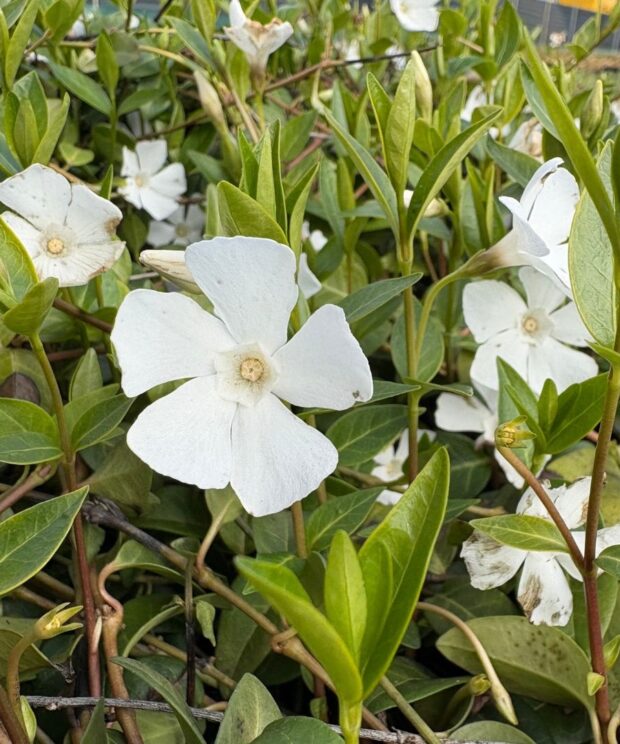 Vinca minor 'Alba' (Kleine Maagdenpalm)