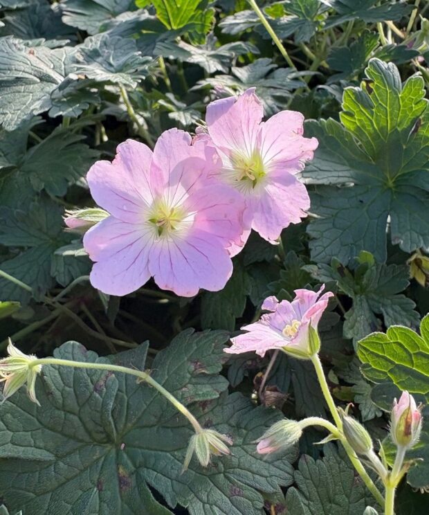 Geranium 'Dreamland' (Ooievaarsbek)