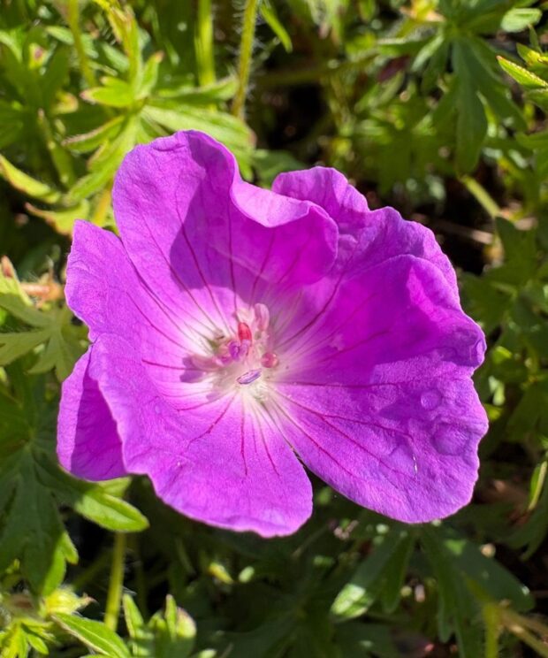Geranium sanguineum (Ooievaarsbek)