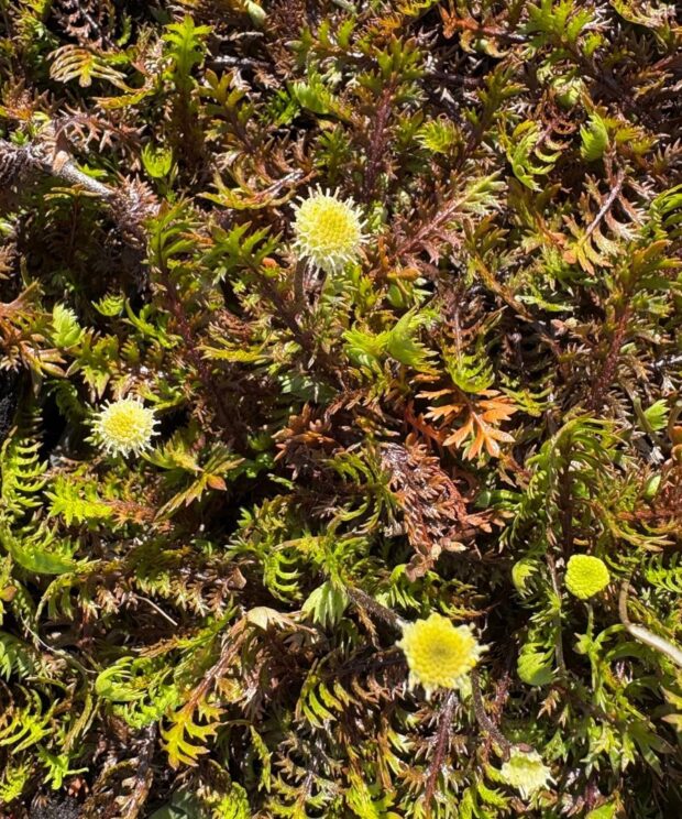 Leptinella squalida (Koperknoopje)