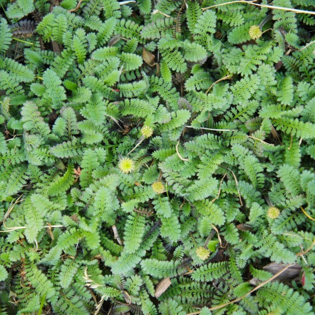 Leptinella squalida (Koperknoopje)