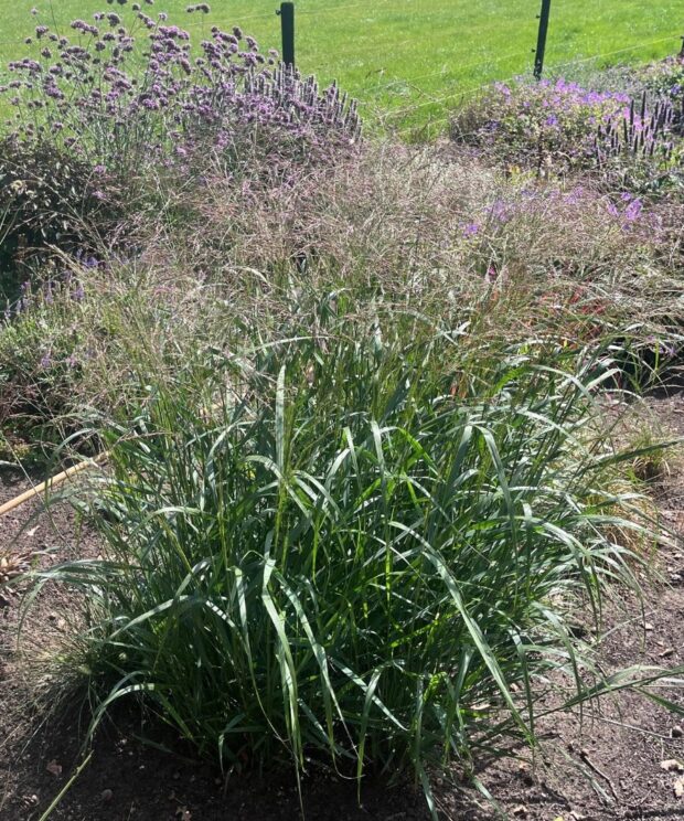Panicum virgatum 'Rehbraun' (Vingergras)