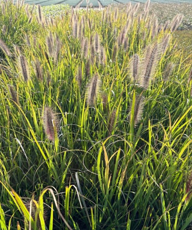 Pennisetum alopecuroides 'Moudry' (Lampenpoetsersgras)