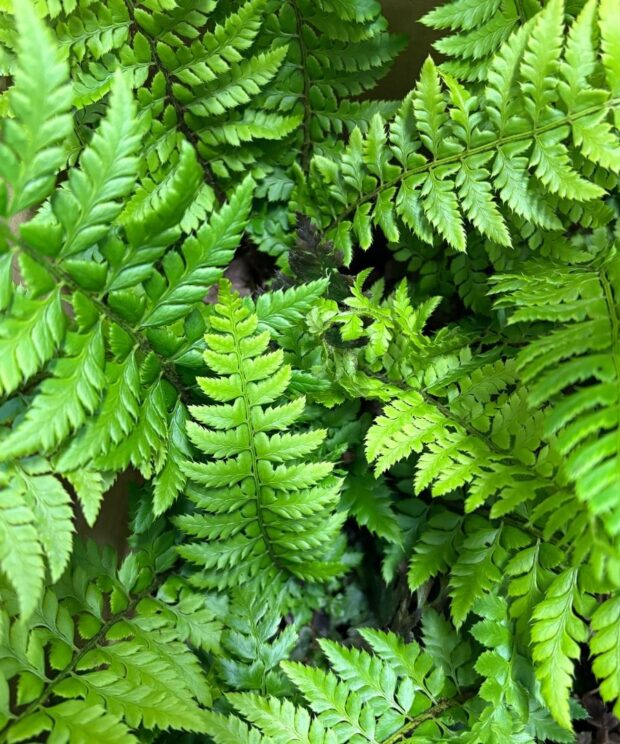 Polystichum aculeatum (Naaldvaren)