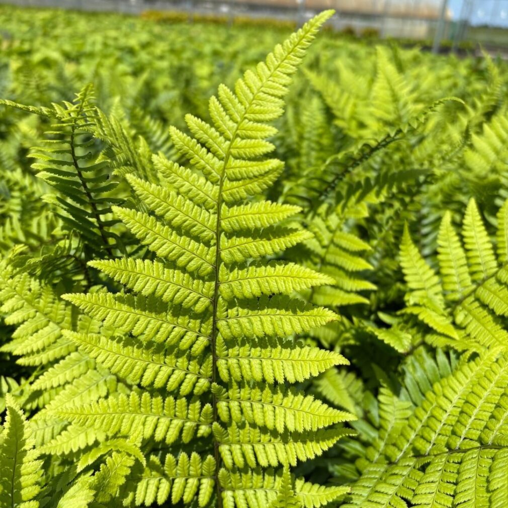 Polystichum munitum (Naaldvaren)
