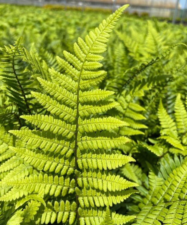 Polystichum munitum (Naaldvaren)