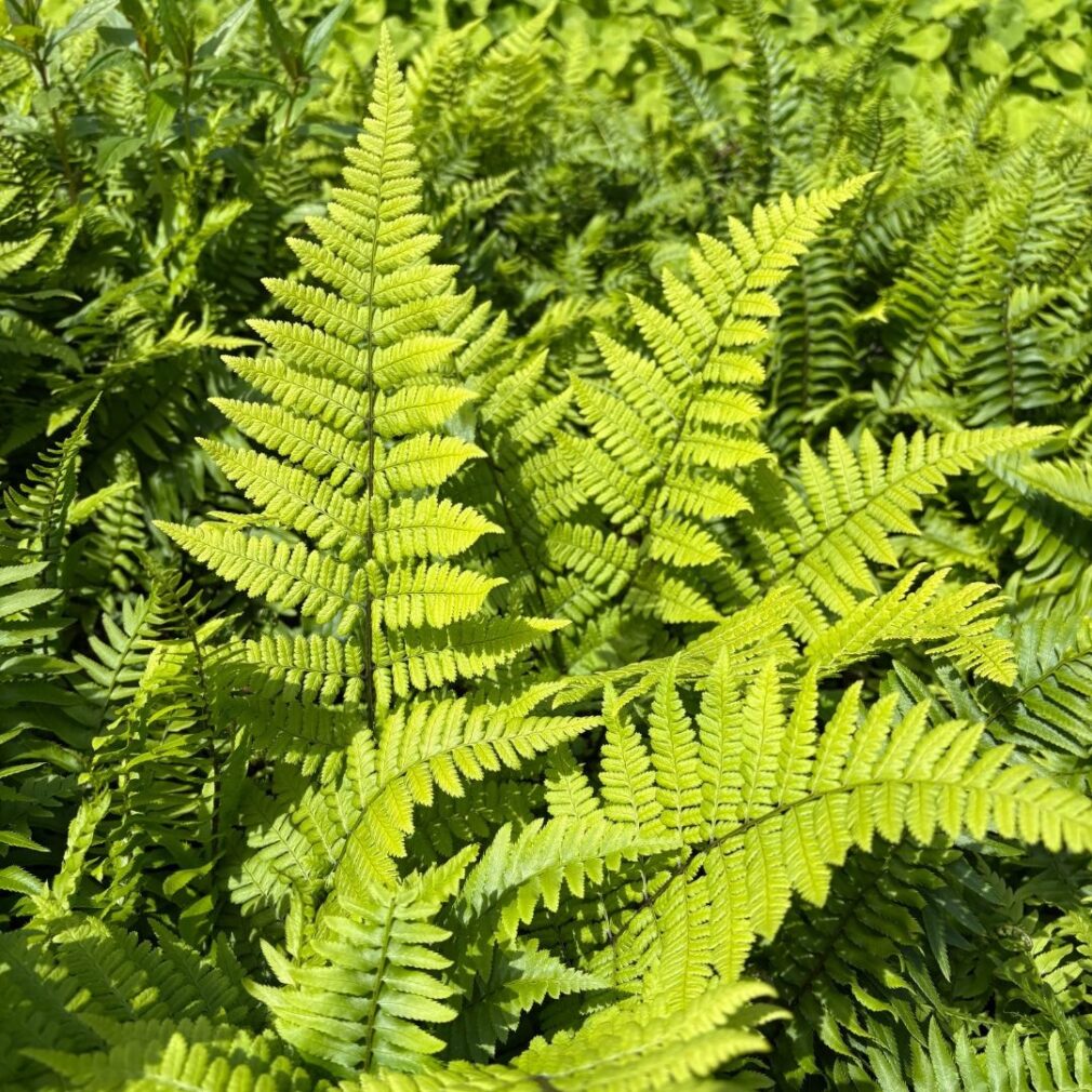 Polystichum munitum (Naaldvaren)