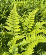 Polystichum munitum (Naaldvaren)