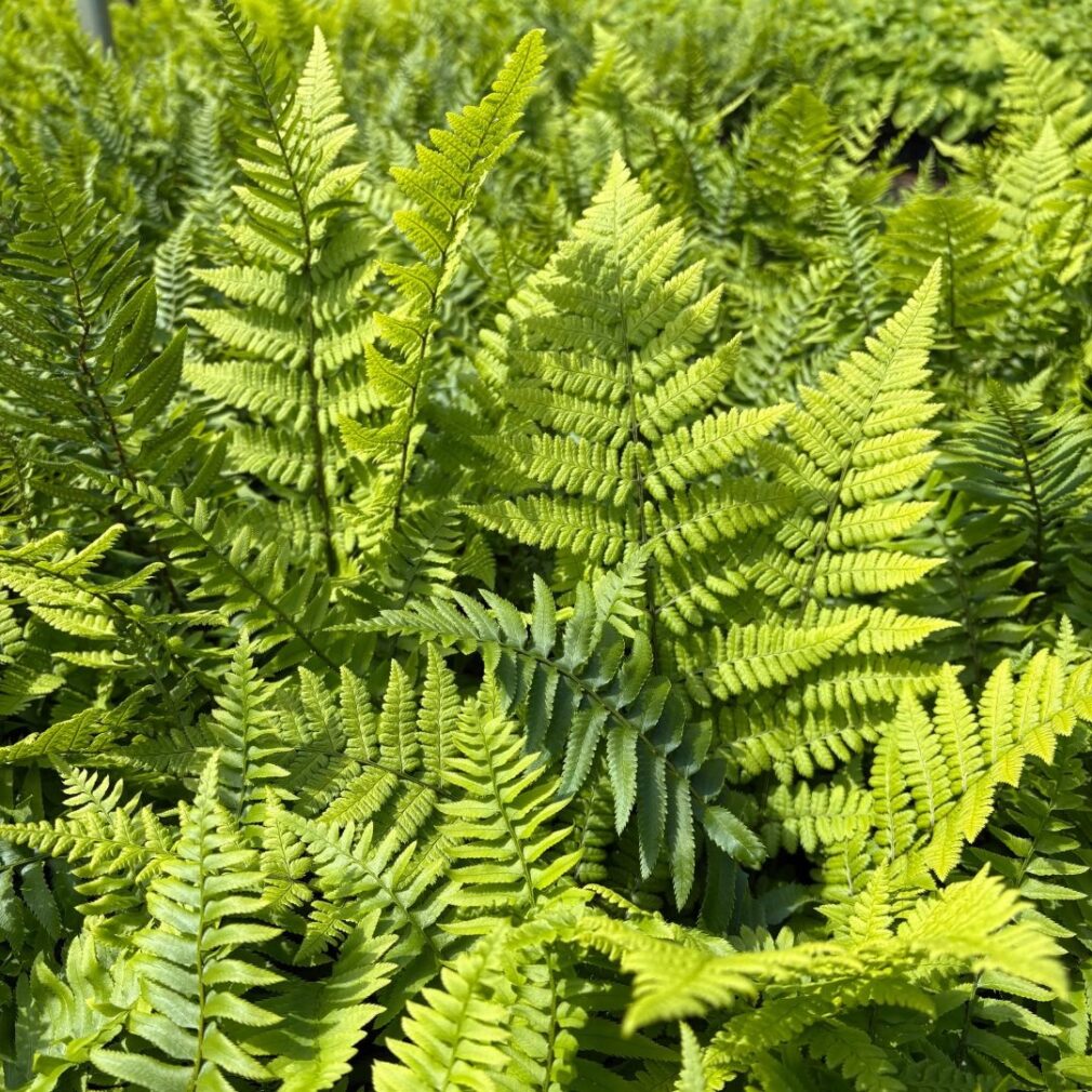 Polystichum munitum (Naaldvaren)