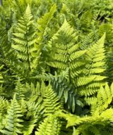 Polystichum munitum (Naaldvaren)