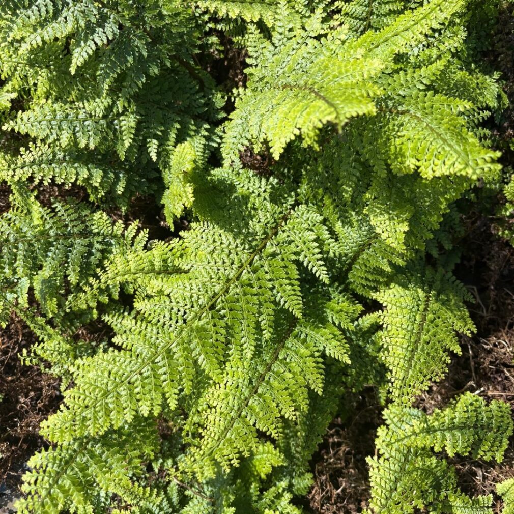 Polystichum setiferum 'Herrenhausen' (Naaldvaren)