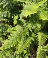 Polystichum setiferum 'Herrenhausen' (Naaldvaren)