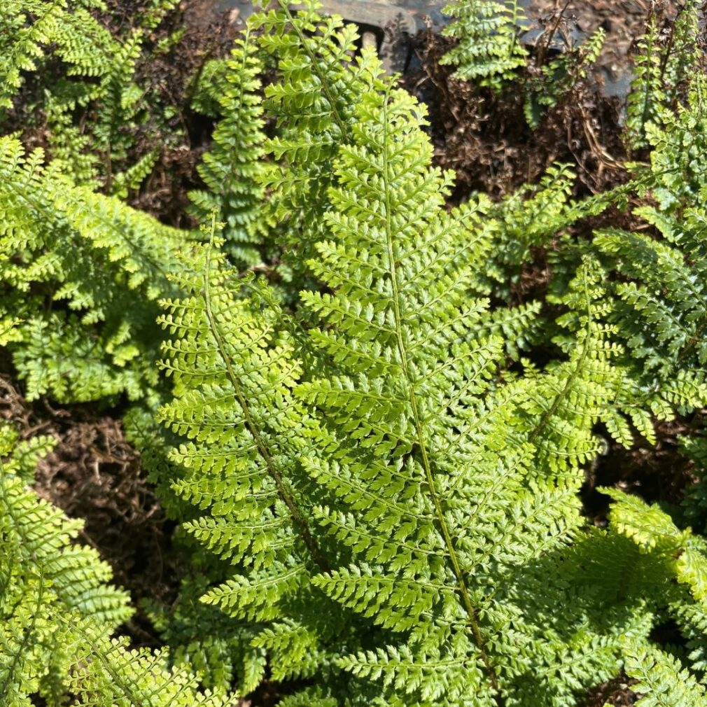 Polystichum setiferum 'Herrenhausen' (Naaldvaren)