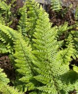 Polystichum setiferum 'Herrenhausen' (Naaldvaren)