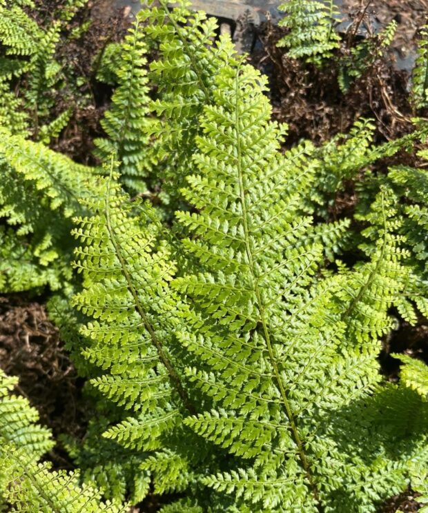 Polystichum setiferum 'Herrenhausen' (Naaldvaren)