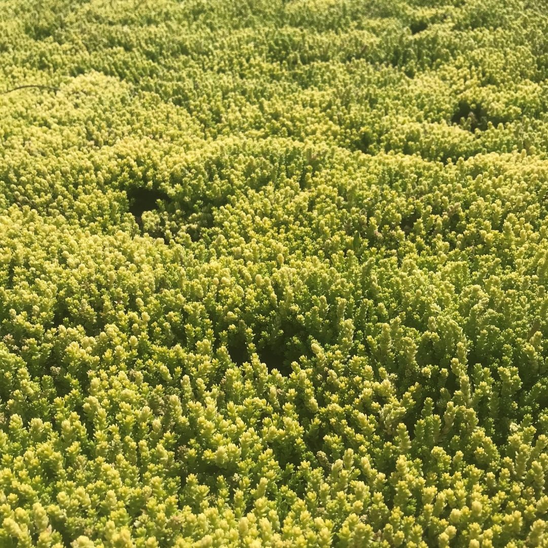 Sedum acre 'Yellow Queen' (Vetkruid)