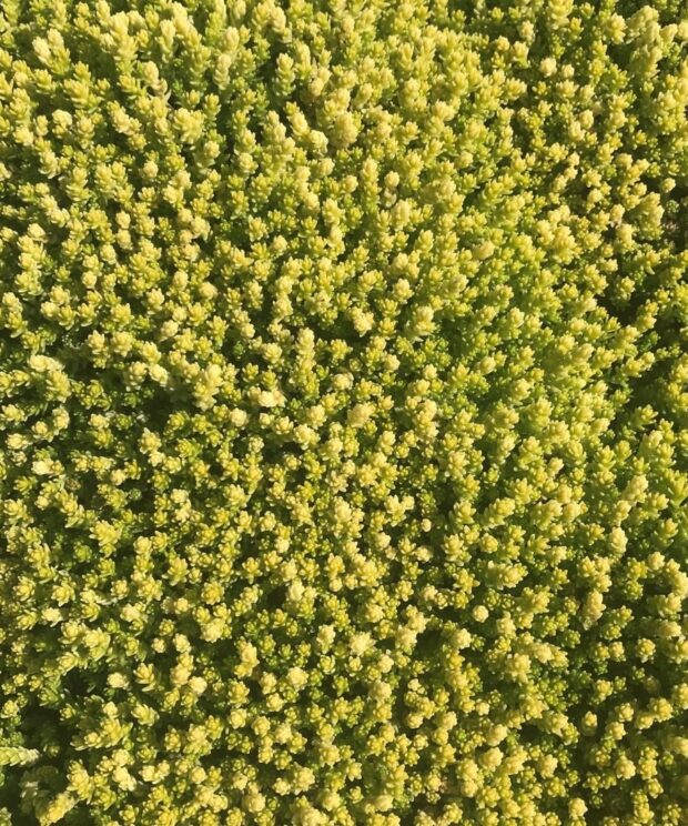 Sedum acre 'Yellow Queen' (Vetkruid)